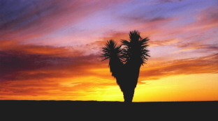 NEW MEXICO