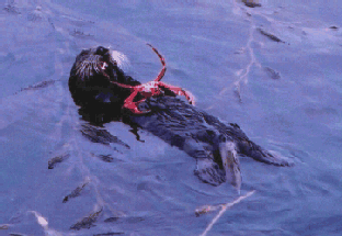 Sea otter,CALIFORNIA