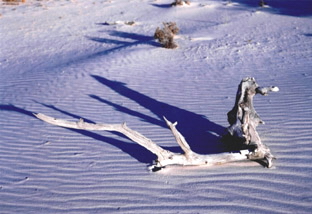 White Sands N.P.-NEW MEXICO