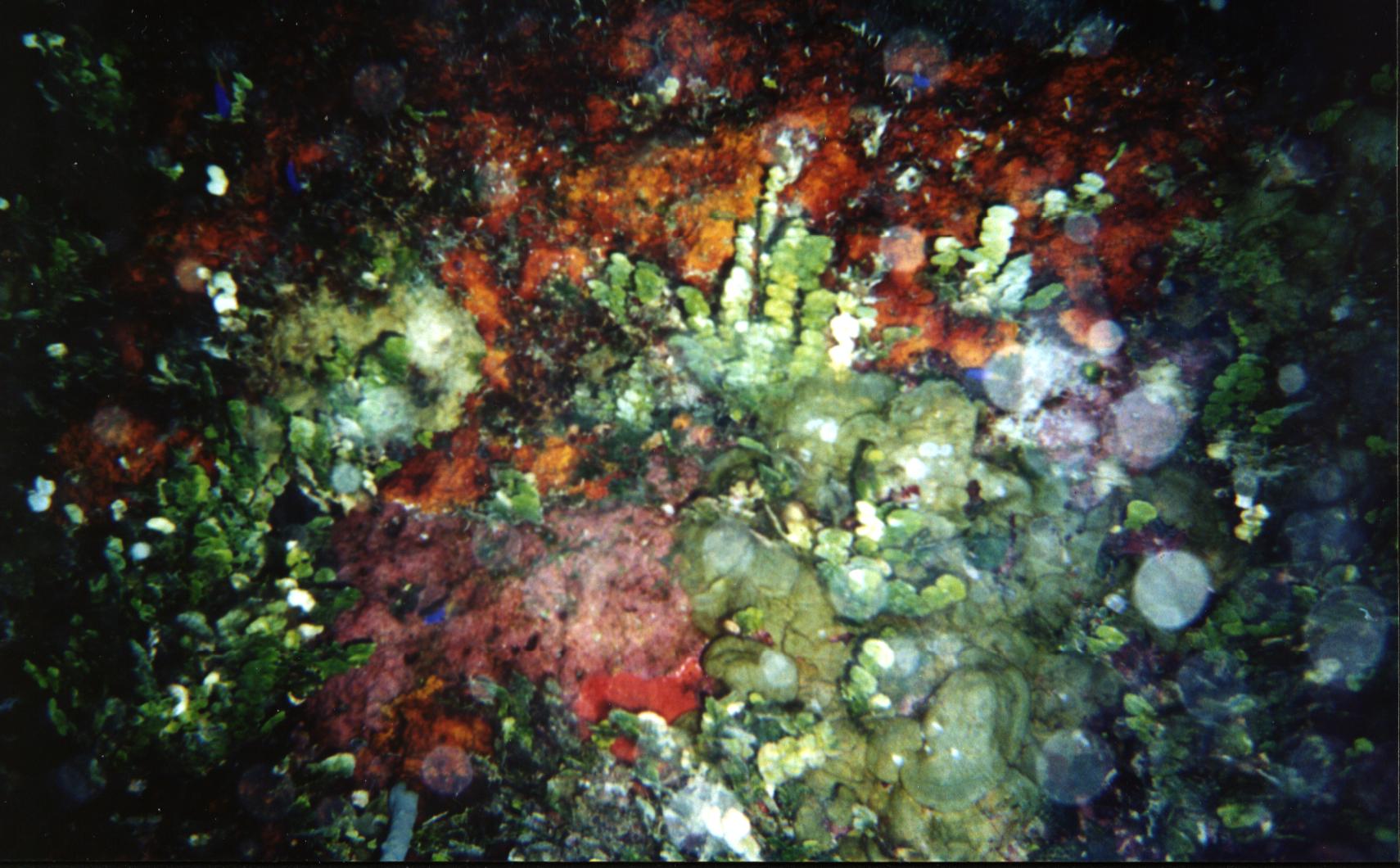 coral and sea life.