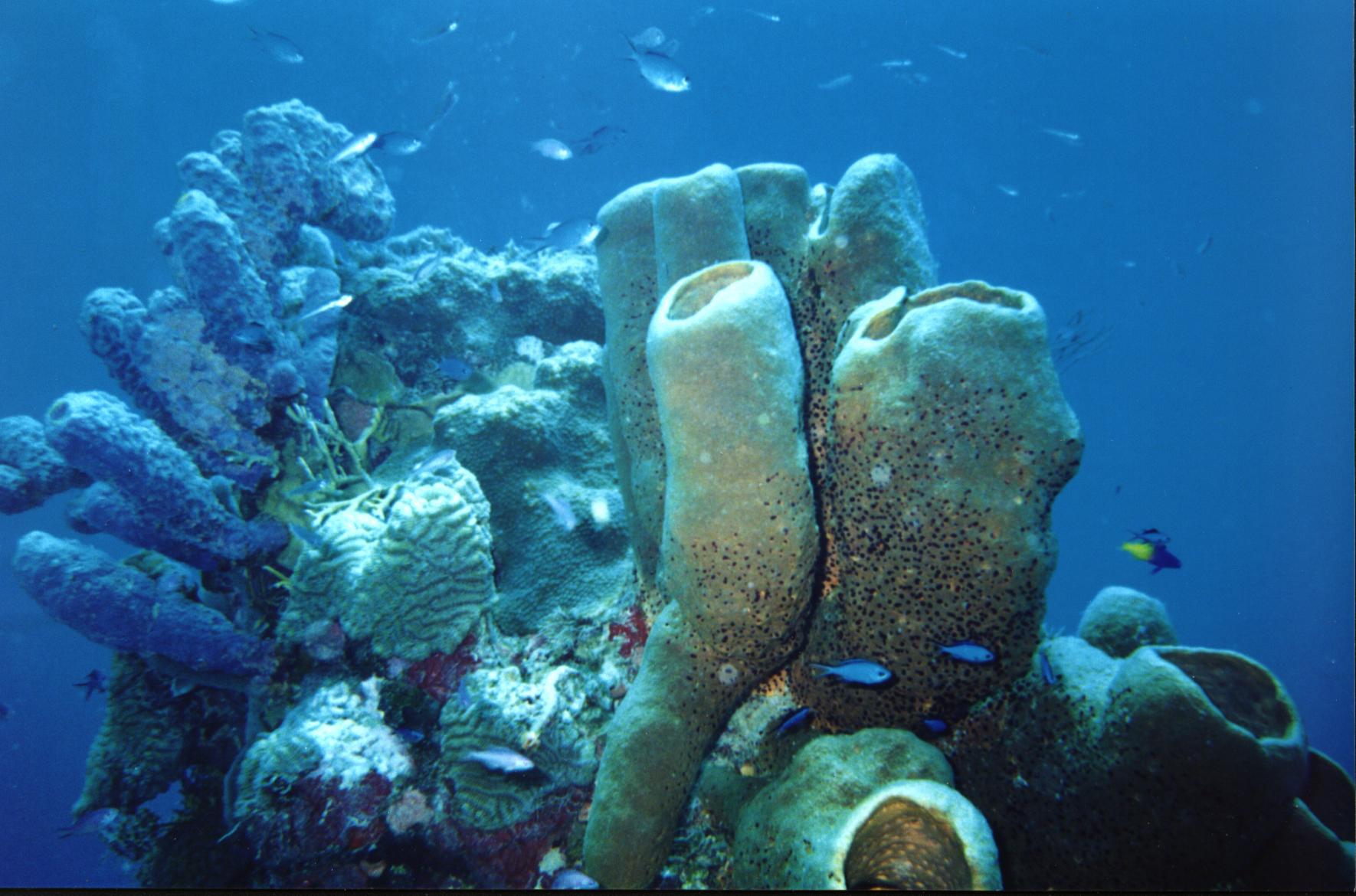 sponges and tropical fish.