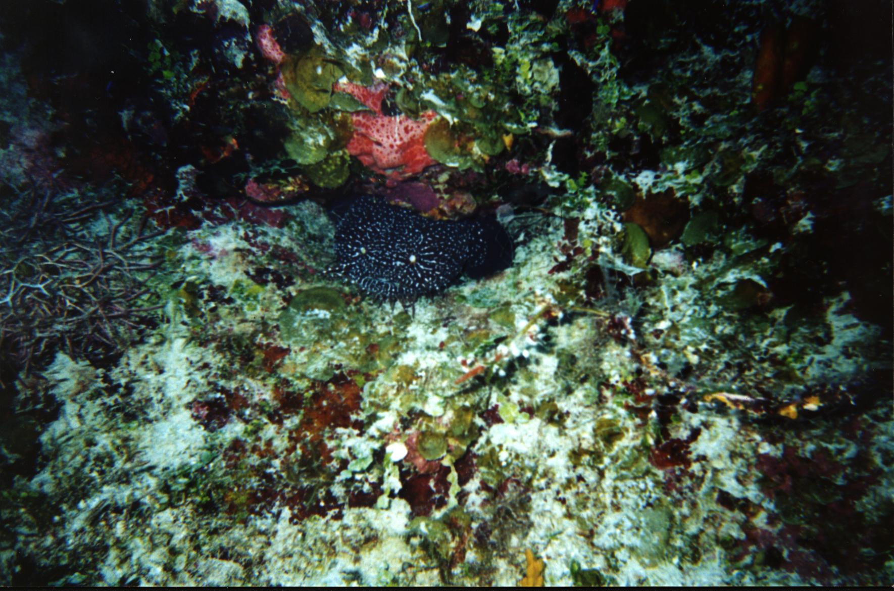local resident of Turneffe Atolls