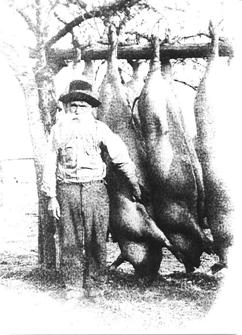 hogs.jpg (73609 bytes)
