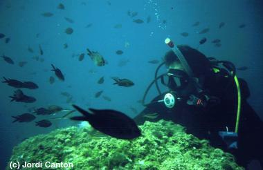 Rai diving