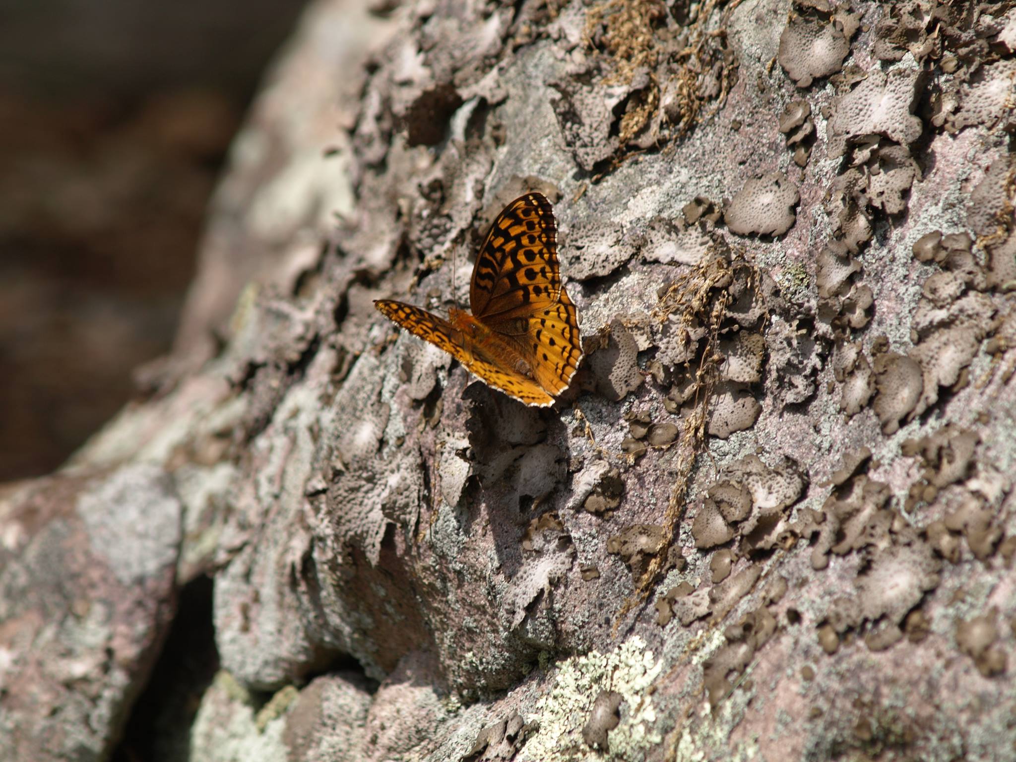 butterfly