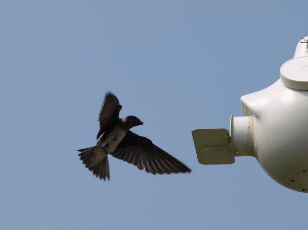 bird
