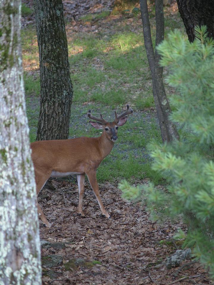 buck