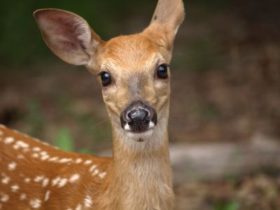 Deer
