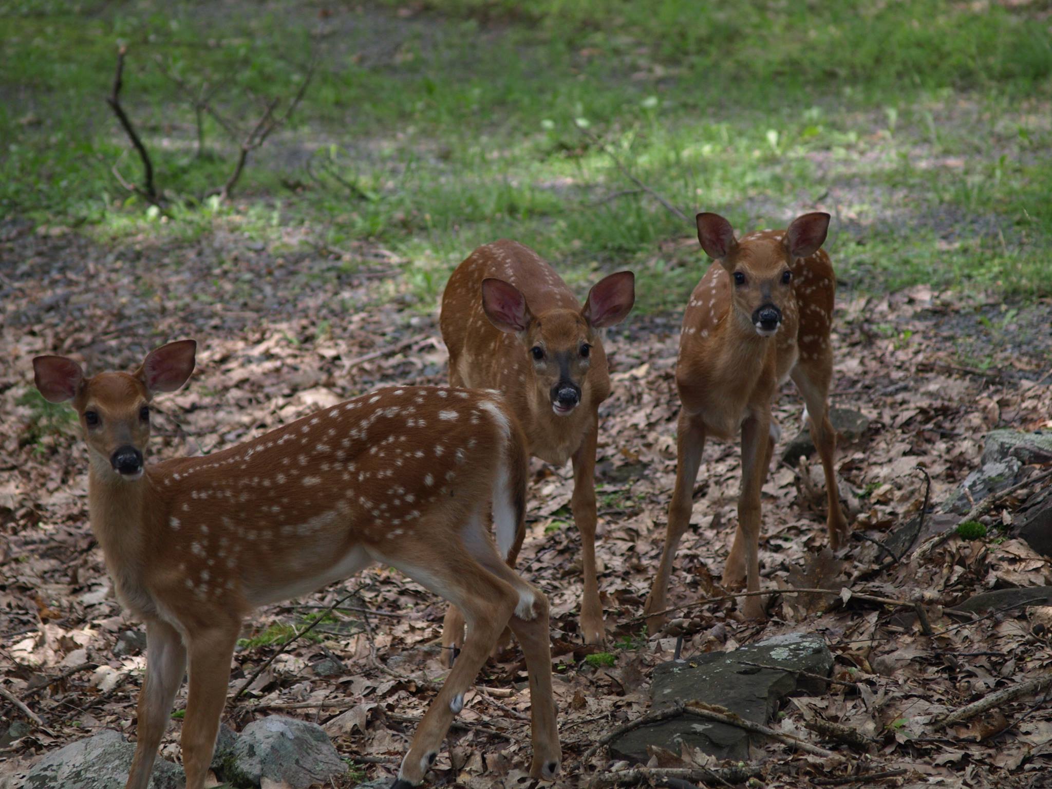 fawns