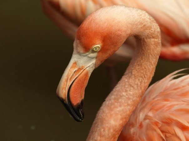 flamingo