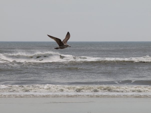 gull