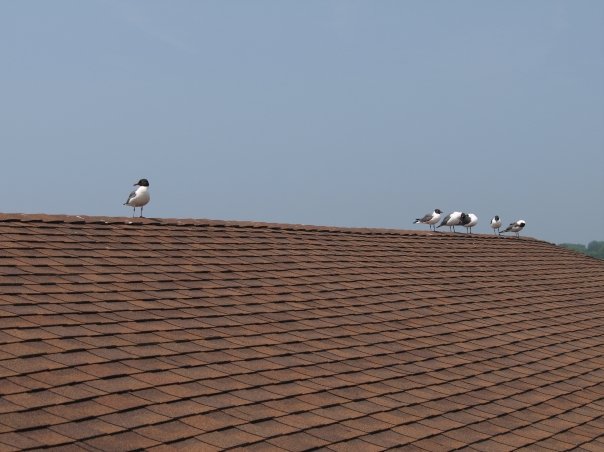 gulls