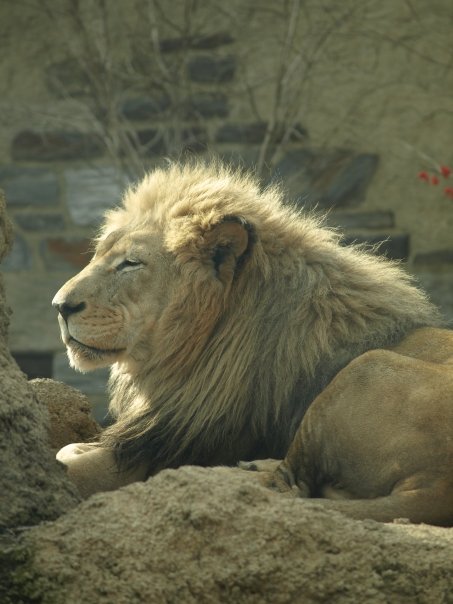lion