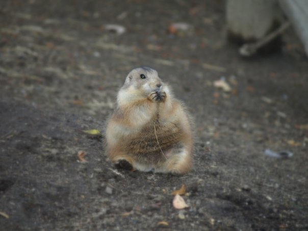 prairie dog