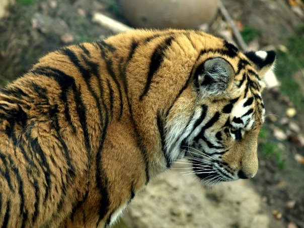 tiger
