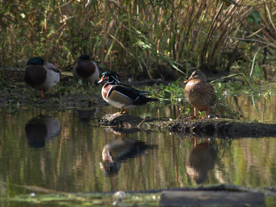 wood duck