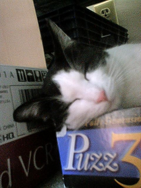 Moo Moo sleeping.