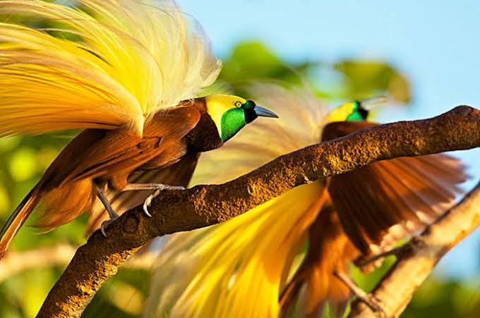 burung