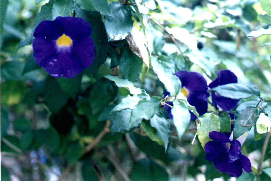 flower