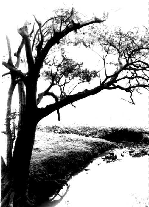 tree