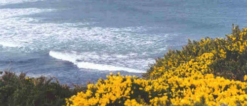 gorse.jpg (32378 bytes)
