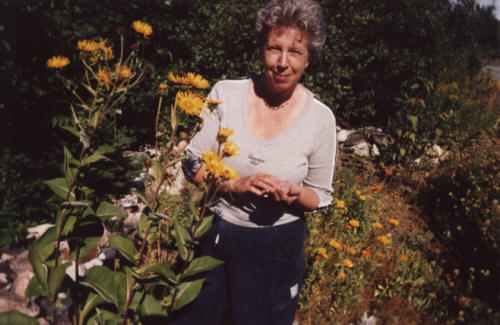 Standing beside elecampane, a tall growing member of the sunflower family