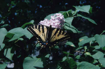 tiger swallowtail butterfly on lilac.jpg