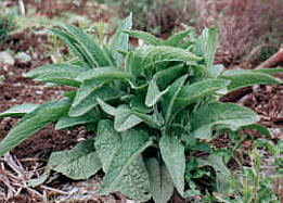 comfrey.jpg