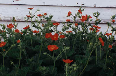 orange geum in flower