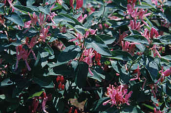 pink honeysuckle.jpg