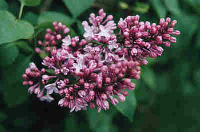 lilac flowers
