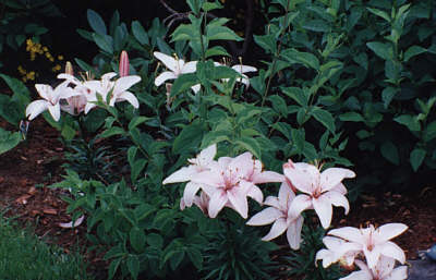 pink lilies.jpg
