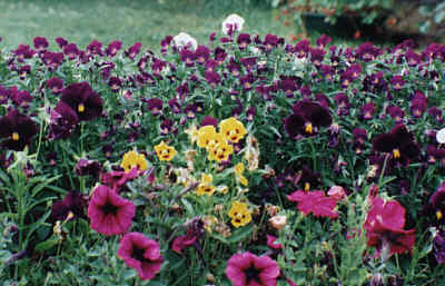 pansies & violas.jpg