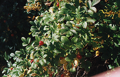 Rose hips...high in Vitamin C, used in making pleasant tasting teas and valuable in herbal medicine