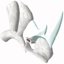 rhinohead