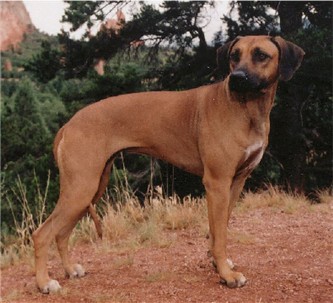 ANNIE