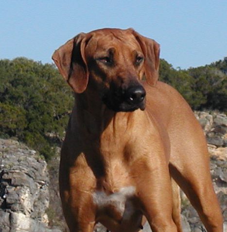 CHIANTI