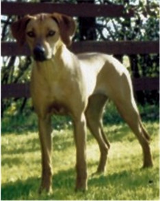 GINA