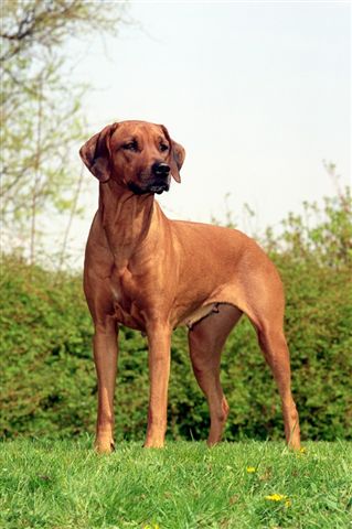 GLENDARA