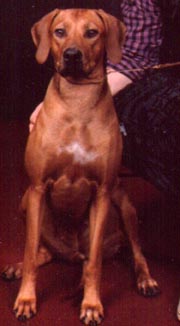 SIMONE