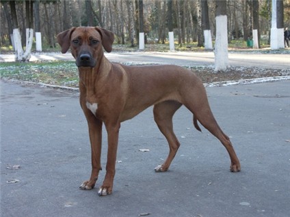 STOYKA
