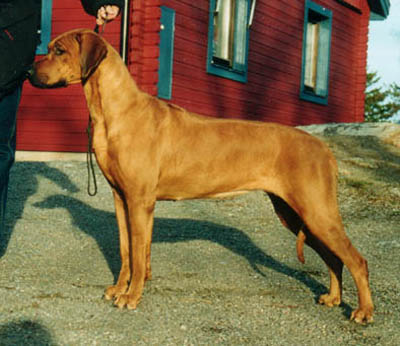TINJA