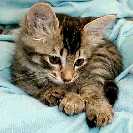 98 kb