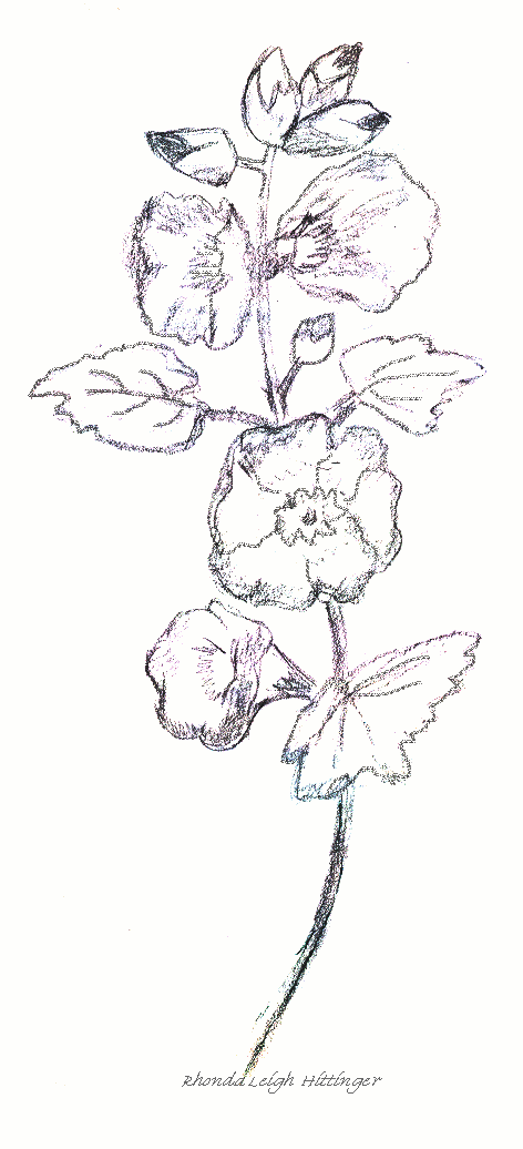 A Sketch Of HollyHocks... �2005 Rhonda Leigh Hittinger