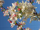 Crabapples, Fontana Park