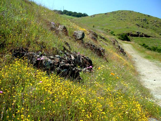 Flowers by the Bernal Hill Loop Trail