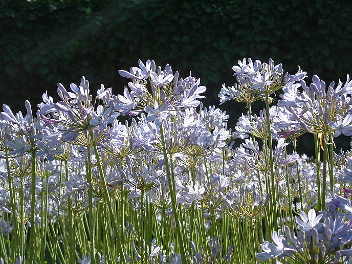 Lilies of the Nile at Japanese Friendship Gardens, San Jose