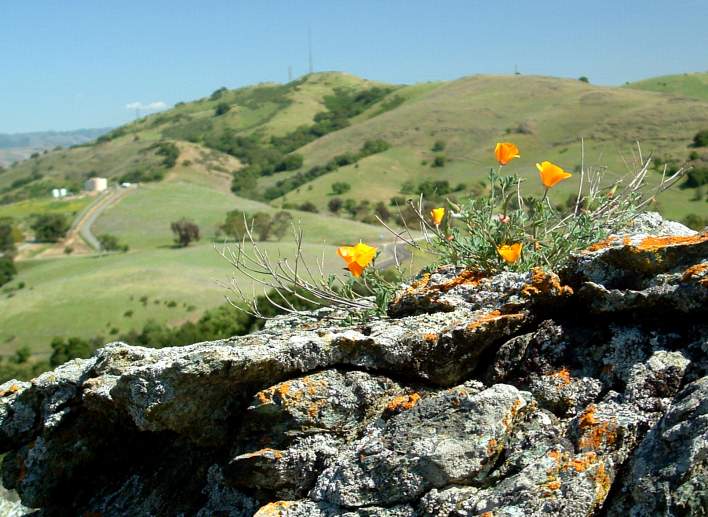 Poppies, Coyote Peak