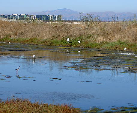 Birds by the trail