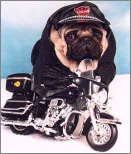 the dog biker